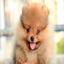 FYPOM KENNEL ขายน้องButtercup เพศเมีย ไซส์มาตรฐาน สีส้ม ขนแน่น โครงสร้างดี สายเล...