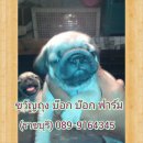 ขายลูกปั๊ก เพศผู้ 089-9164345