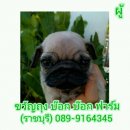 เปิดจอง ลูกปั๊ก ริงเกิ้ลล้น ราชบุรี 089-9164345