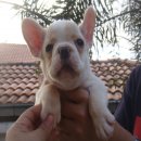 ลูก-----FRENCH BULLDOG-----เพศผู้ สีครีม มีเพ็ดฯเต็มใบ***(ขายแล้วครับ)***