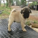 ลูกปั๊กเพศผู้ 2 ตัวสีฟอร์น ลูกไทยแชมป์ หลาน อเมริกาแชมป์