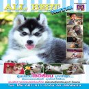 ไซบีเรียนฮัสกี้ ไซบีเรียนเกรดดีเน้นคุณภาพที่เหนือกว่า Allbestkennel