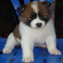 ขายลูกบางแก้ว ปิดการแล้วครับ  ขอบคุณครับ