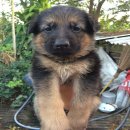 เปิดขาย ลูกอัลเซเชี่ยนโครงสร้างใหญ่ ขนสั้น