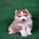 เปิดจอง ไซบีเรียล ฮัสกี้ วูลลี่โค้ด เด็กๆคอกนี้มี 5 ตัว ผู้ 3 เมีย 2 ราคาเบาๆสนใ...