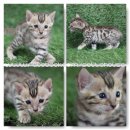 #Bengal cat by Petto House เปิดจองแล้วนะค่ะ ตัวที่1ค่ะ