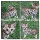 #Bengal cat by Petto House เปิดจองแล้วนะค่ะตัวที่2ค่ะ