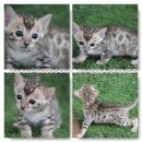 #Bengal cat by Petto House เปิดจองแล้วนะค่ะตัวที่3ค่ะ