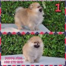 ปอมเพศผู้  หน้าหวาน ขนแน่น รับประกันสุขภาพ เกรดสวย