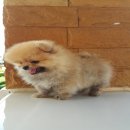 น้องปอมเมอเรเนี่ยนสีน้ำตาลส้ม วัคซีนครบ2เข็มเพศผู้