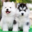 ฟาร์มไซบีเรียนที่ใหญ่ที่สุด allbest kennel จำหน่าย พัฒนาไซบีเรียนนานกว่า10ปี