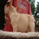 ลูก-----FRENCH BULLDOG----- เพศเมีย***(ขายแล้วครับ)***