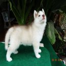 ขายไซบีเรียล ฮัสกี้