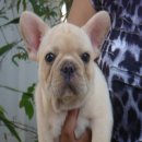 ลูก---FRENCH BULLDOG--- เพศผู้***ขายแล้วครับ***