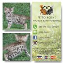 #Bengal cat by Petto House เปิดจองแล้วนะค่ะตัวที่2ค่ะ