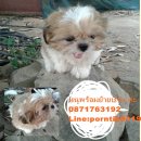 ส่งฟรีทั่วไทย พร้อมย้ายบ้านค่ะ น้องชิสุ เพศเมีย  สีขาว ส้ม อายุ 2 เดือน ขนสวยฟูฟ...