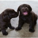 P&P Labrador Phetburi ขอบคุณทุกความไว้วางใจ เด็กๆมีครอบครัวใหม่แล้วครับ