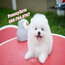 Pommyfarm จำหน่ายลูกปอมเมอเรเนียนมีทุกสีทุกเกรดราคาเบาๆสนใจสอบถามได้