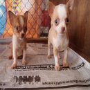 ขายชิวาว่า3000