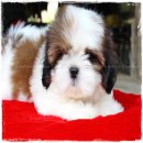 ปิดการขายน้องโมเมย์