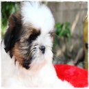 ปิดการขาย น้องได้บ้านใหม่แล้วจ้า 