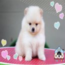 Pommyfarm จำหน่ายลูกปอมหน้าหมี ขนแน่น เกรดสวย พร้อมใบเพ็ดดีกรี มีทุกสี สนใจสอบถา...