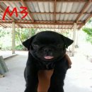 ป้กแท้ อายุ60วันแล้ว ฉีดวัคซีนถ่ายพยาธิแล้ว สนใจ 096-1694722 จ๊อดจันทบุรีครับ