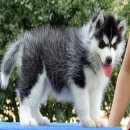 ALL BEST KENNEL ไซบีเรียนฮัสกี้ สายพันธุ์ดี เกรดคุณภาพโครงสร้างใหญ่ ขนแน่นๆ มีทุ...