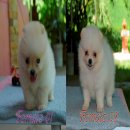 ปอม เพศเมีย 2 ตัวในรูปครับ ไซค์ Mini เชียงใหม่ สันป่าตอง 6500