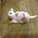 ขายลูกชิวาวาขนยาวสีขาวเพศเมีย อายุ40วันนนนน