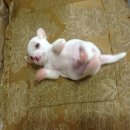 ขายชิวาวาขนสั้นเพศผู้ ขนยาวเพศเมีย