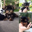 @@@@@@______YORKIE HUT______@@@@@@ โทรสอบถามได้เลยค่ะ