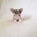 น้องชิขนยาวผู้ชายสีบลูไซส์เล็กจิ๋วหาบ้านใหม่ค่ะ