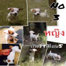 ขายหมดแล้วครับ ขอบคุณครับ