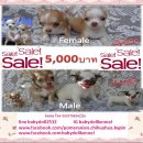 Sale Sale Sale เหลือตัวละ5000บาทคะ เหลือเพียง4ตัวสุดท้ายแล้วคะ น่ารักๆ 