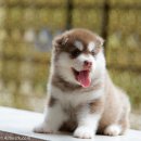 ศูนย์รวมไซบีเรียน  คัดเกรดคุณภาพ มีทุกสีให้เลือก ALL BEST KENNEL