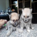 ขาย,รับจองด่วนลูกสุนัขปอมสีน้ำตาลผู้1ตัว เพศเมีย1ตัว อยู่จ.นครราชสีมา โทร0856432...