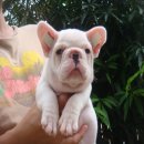 ลูก---FRENCH BULLDOG---เพศผู้ มีเพ็ดฯ (ขายแล้วครับ)