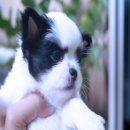 น้องพุทรา ลูกชิวาวาคอกใหม่ ได้หน้าได้ขน กระโหลกใหญ่หน้าสั้น สีสวยพ่อสีช็อค