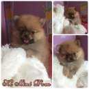 น้องปอมสีส้มเพศผู้ ฟอมสวย น่ารัก ขนแน่น สนใจสอบถาม0931240112