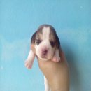 ลูกบีเกิ้ล คุณภาพระดับประกวด ไซด์เล็ก(บางใหญ่ นนทบุรี)call.081-7801578