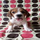 น้องบีเกิ้ล สุดน่ารักพันธุ์แท้ๆ ราคาเพียง 6500 บาท สนใจ0868381965 id:ploohzee