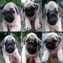 บดินทร์ชัย เคนเนล  จำหนายลูกปั๊กคุณภาพ สายเลือดแน่น ๆ  