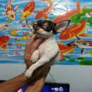 ปิดการขาย น้องได้บ้านใหม่แล้ว ครับ เด็กหญิง ฟิสโช่ ชิวาวาขนสองชั้น สีขาว-ช๊อค 