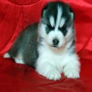 ไซบีเรียนฮัสกี้ เกรดhi-endไซบีเรียนเกรดคุณภาพคัดพิเศษเพื่อคุณ ALL BEST KENNEL