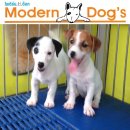 ขาย แจ็ครัสเซลล์เทอร์เรีย (Jack Russell Terrier) 
