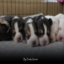 ขายบีเกิ้ลสามสี และสองสี By Big Family Kennel