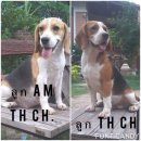 ราชบุรีบีเกิ้ลบีเกิ้ลสายเลือดแชมป์ราคาบ้านๆ