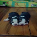 ลูกบีเกิ้ลชุดใหม่ มาร์คกิ้งสวย มีสร้อยรอบคอ พ่อเป็นอเมริกันแชมป์ (นนทบุรี)call.0...