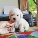 พุดเดิ้ลน่ารัก จัดส่ง ปิดการขายคะ